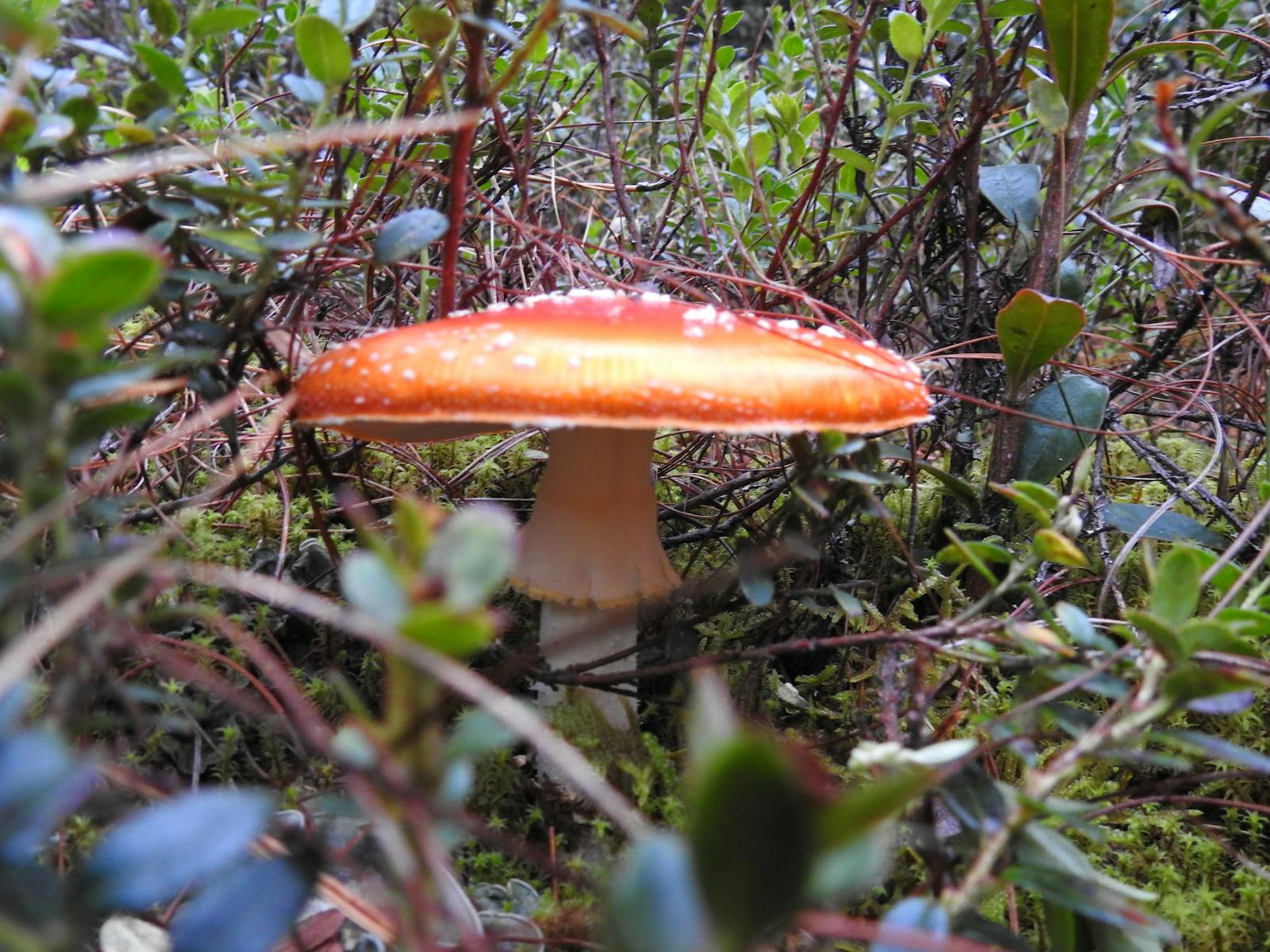 Bachelor of Monitoring & Inspection